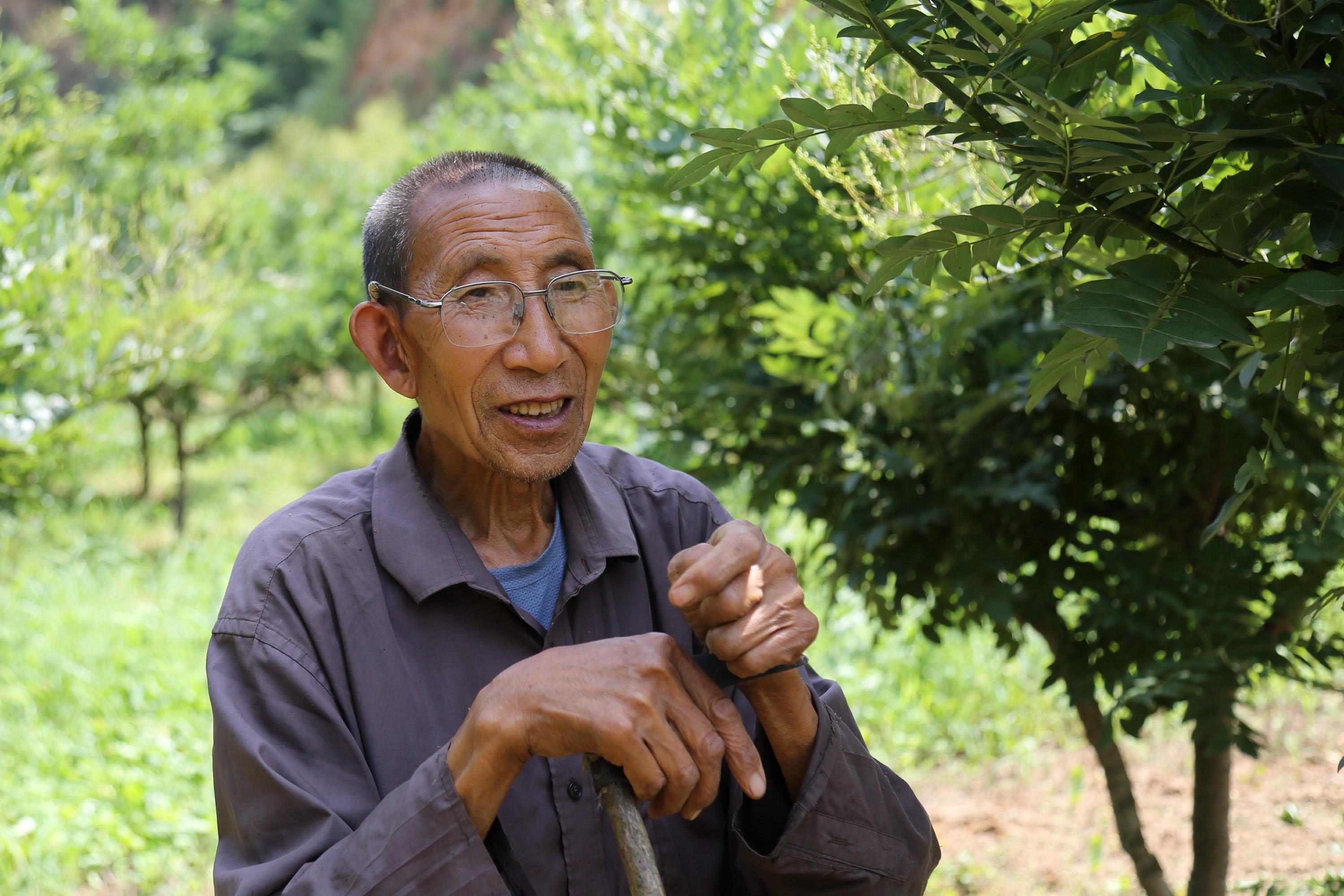 槐米价格最新动态,槐米价格最新动态，市场走势分析与预测